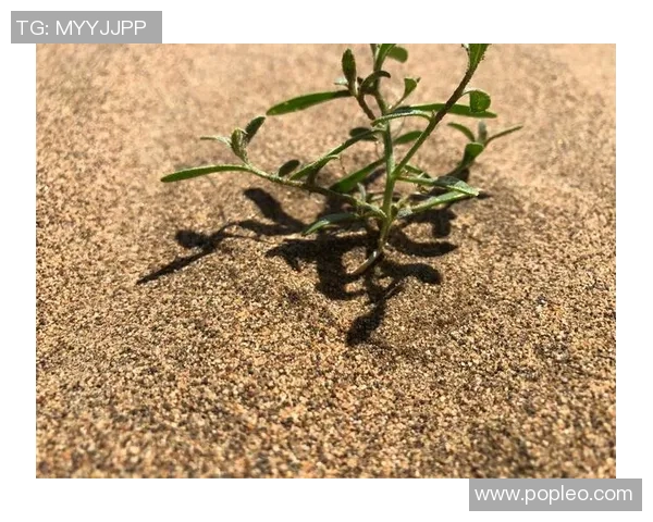 吴前：从青涩少年到篮球场上的领袖之路与奋斗历程